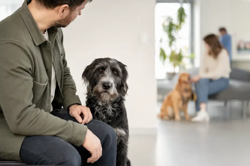 Ein Portugiesischer Hühnerhund sitzt ruhig neben seinem Besitzer im hellen Wartezimmer einer modernen Tierarztpraxis.